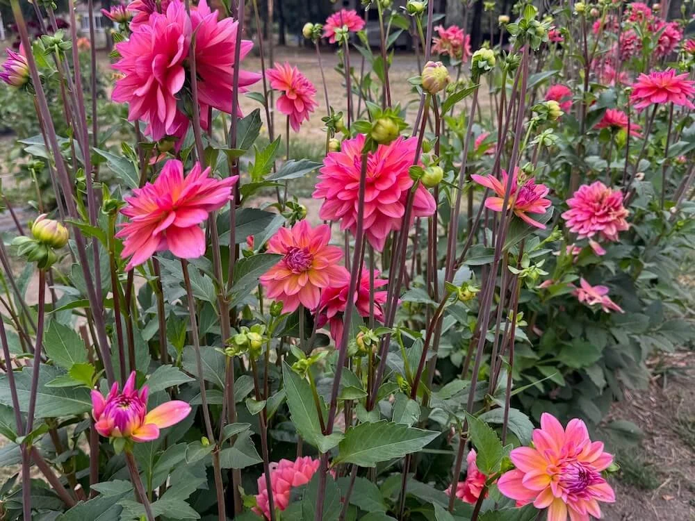 Dahlia 'Great Silence' 03.jpeg