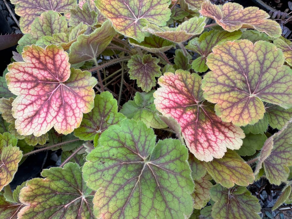 Heuchera x 'TNHEUNESI' 02.jpeg