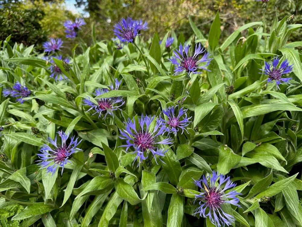 Centaurea montana 05.jpeg
