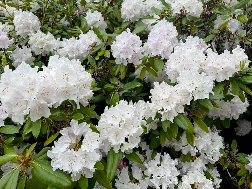 Rhododendron aberconwayi 05.jpeg