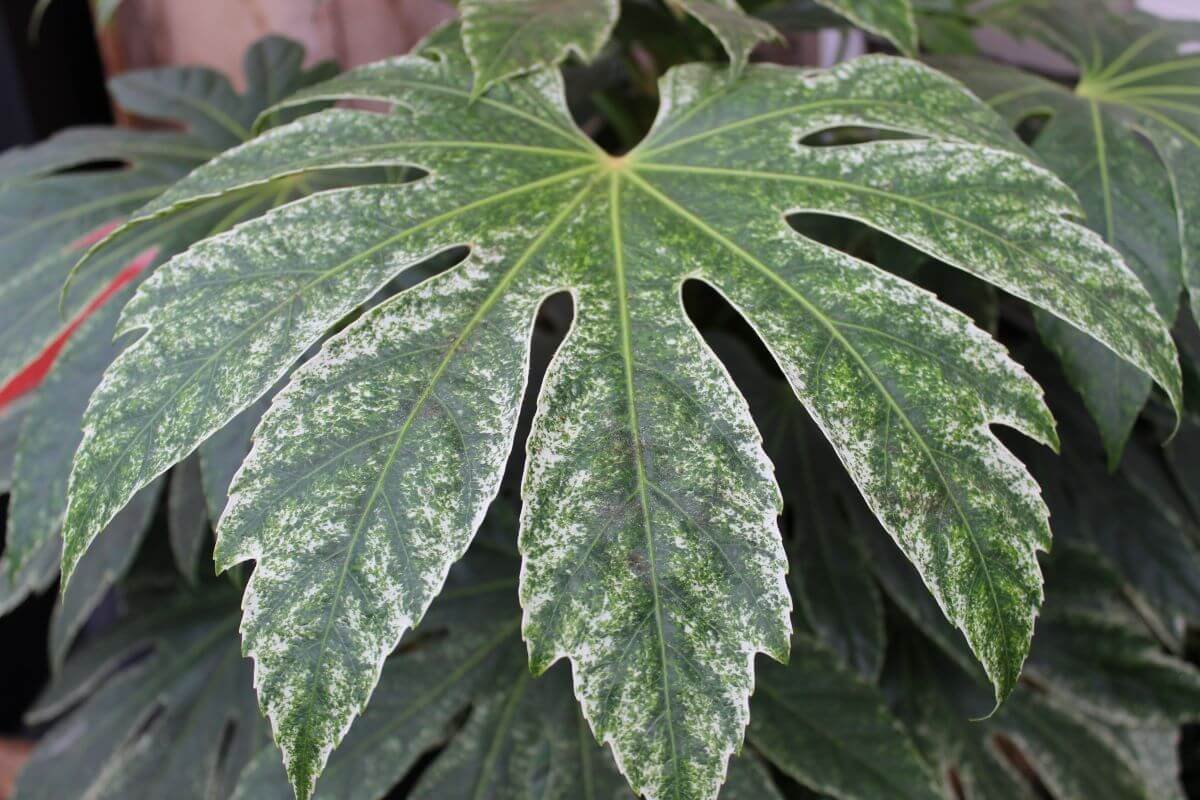 Fatsia japonica 'Spider's Web' 05.jpg