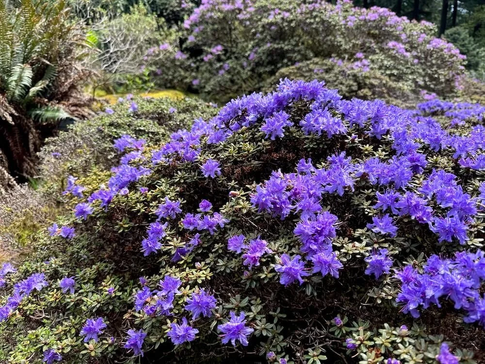 Rhododendron impeditum 03.jpeg