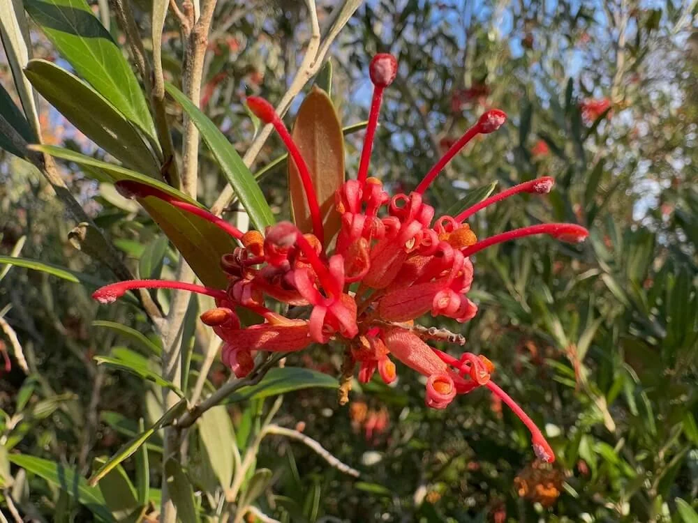 Grevillea victoriae 'Marshall Olbricht' 02.jpeg