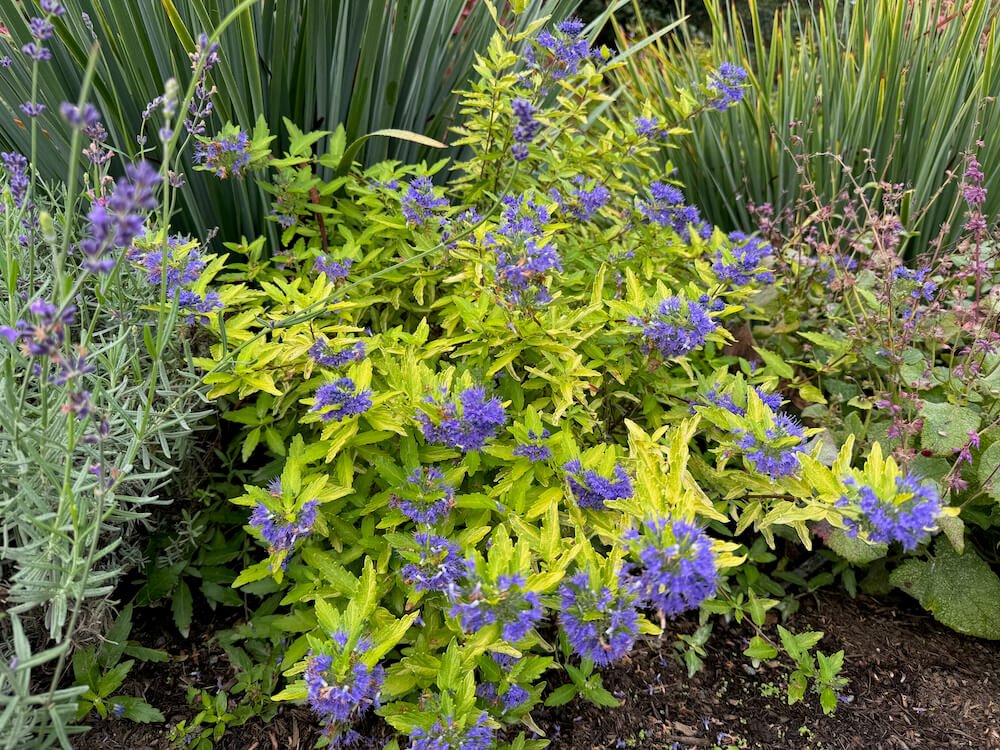 Caryopteris x clandonensis 'Gold Crest' 04.jpeg