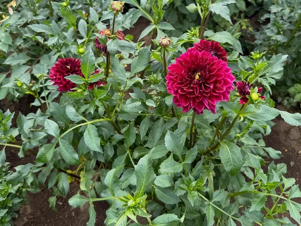 Dahlia 'Kaisha Lea' 03.jpeg
