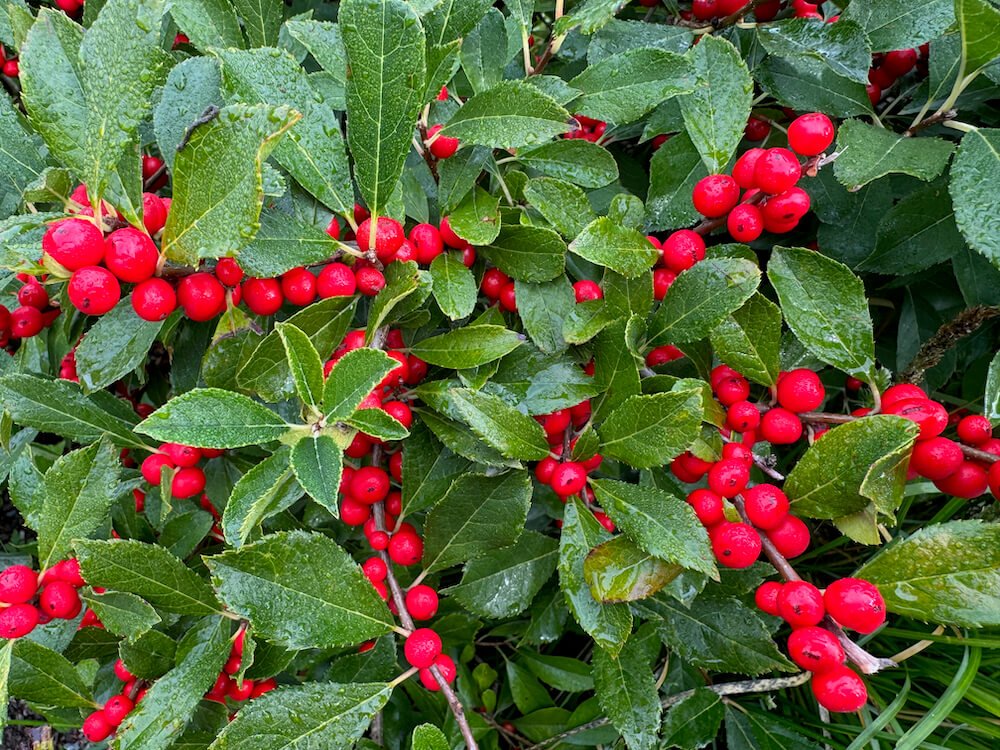 Ilex verticillata 'Red Sprite' 01.jpeg