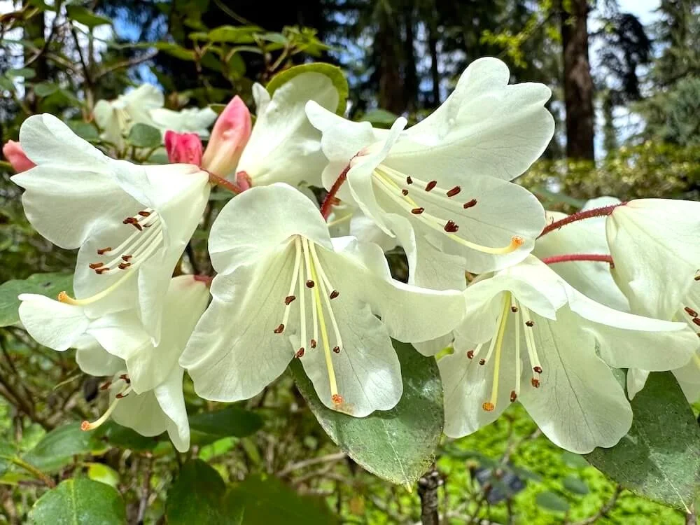Rhododendron callimorphum ssp. myiagrum 01.jpeg