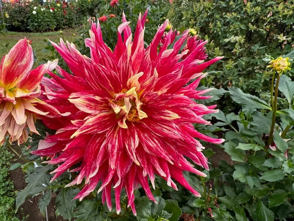 Dahlia 'Wildman' 02.jpeg