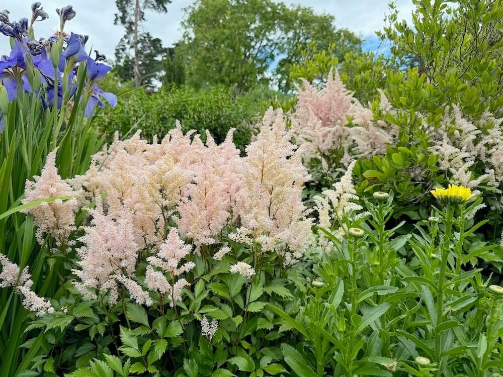 Astilbe x rosea 'Peach Blossom' 04.jpeg