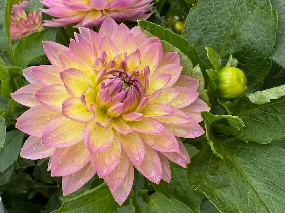 Dahlia 'China Doll' 02.jpeg
