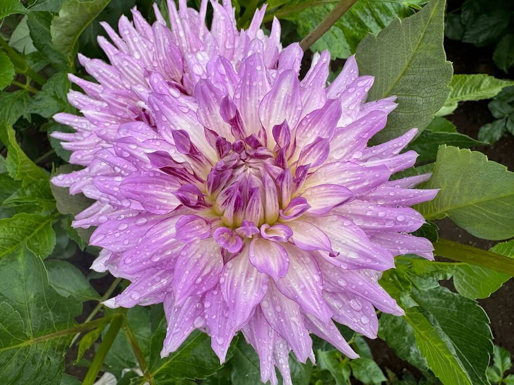 Dahlia 'Oregon Reign' 02.jpeg