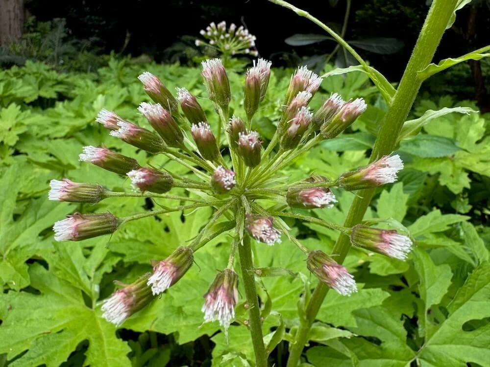 Petasites frigidus var. palmatus 01.jpeg