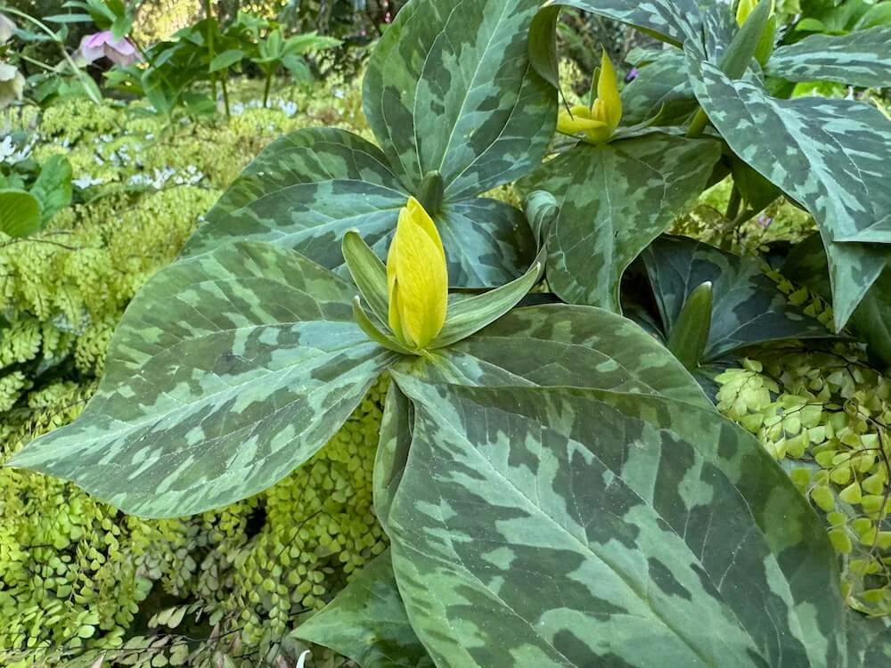 Trillium luteum | Yellow Trillium