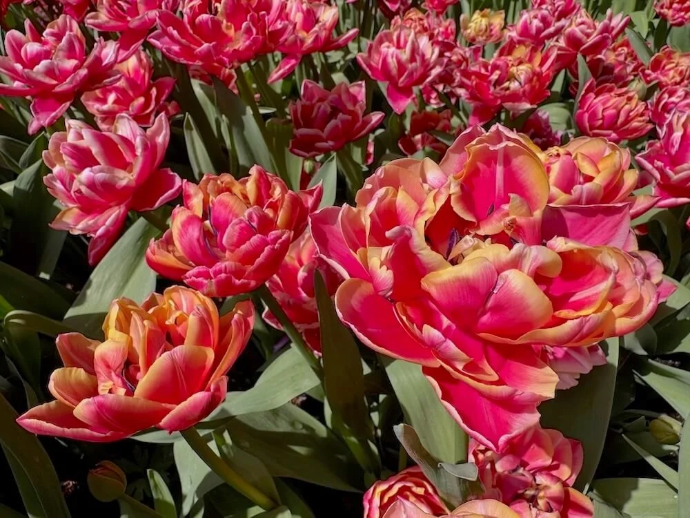 Tulipa 'Columbus' 02.jpeg