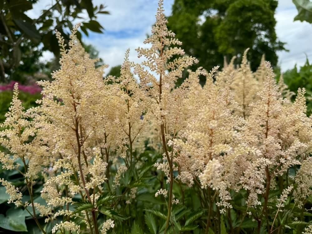 Astilbe x arendsii 'Washington' 03.jpeg