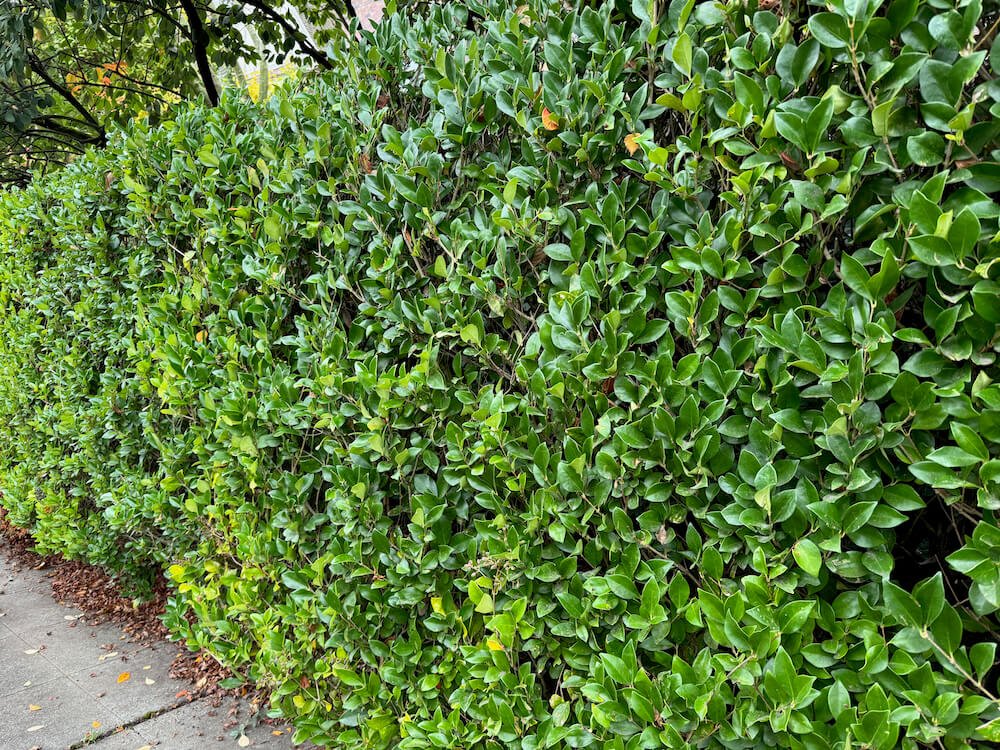 Ligustrum japonicum 08.jpeg