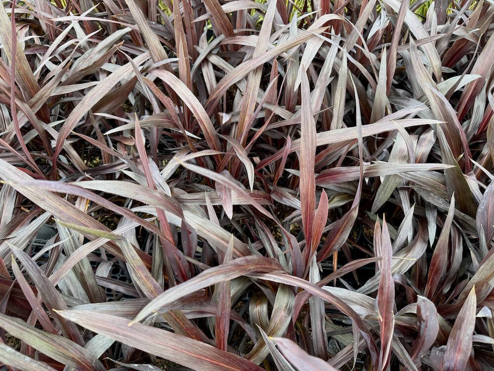 Cordyline australis 'Renegade' 02.jpeg