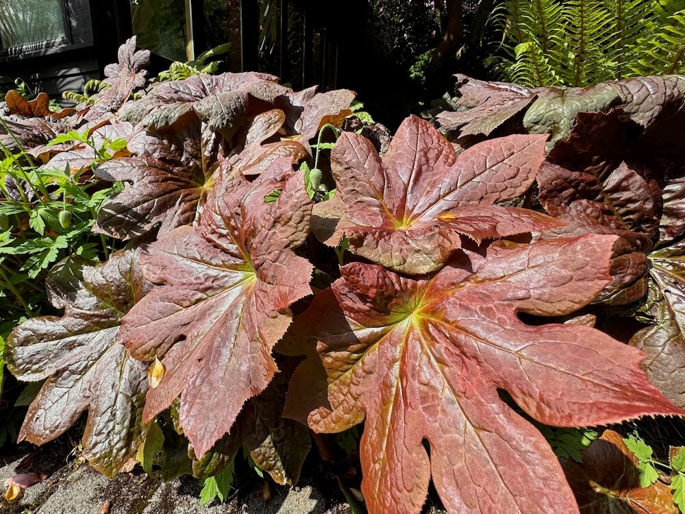 Podophyllum x 'Red Panda' 01.jpeg