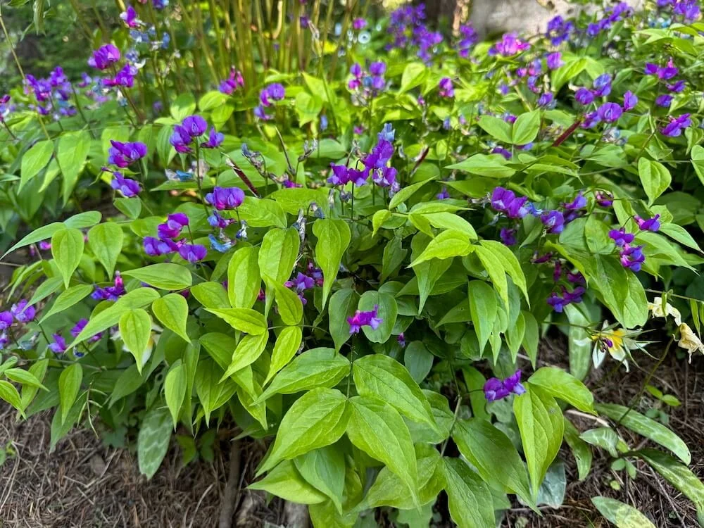 Lathyrus vernus 03.jpeg