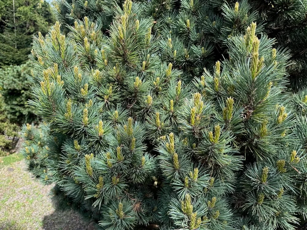 Pinus monticola 'Nana' 04.jpeg