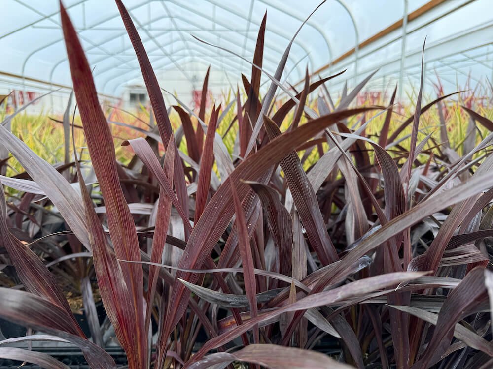 Cordyline australis 'Renegade' 03.jpeg