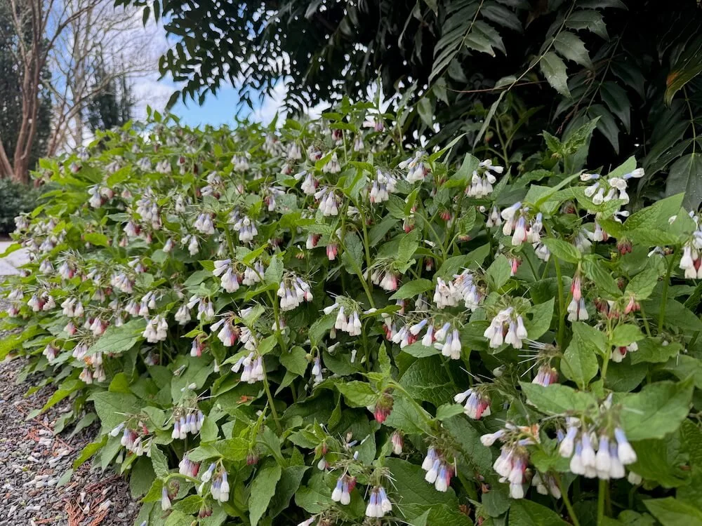 Symphytum 'Hidcote Blue' 05.jpeg