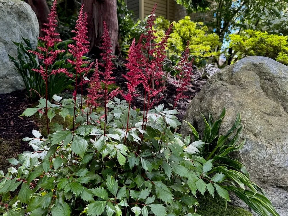 Astilbe japonica 'Red Sentinel' 01.jpeg