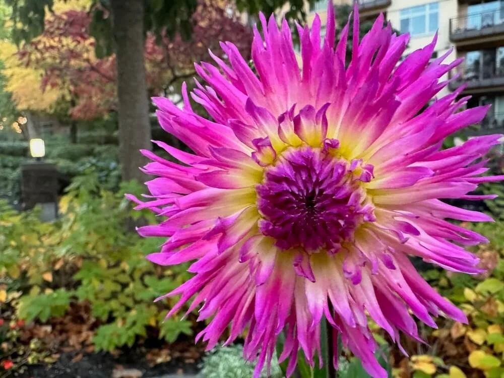 Dahlia 'Lakeview Gertie' 02.jpeg