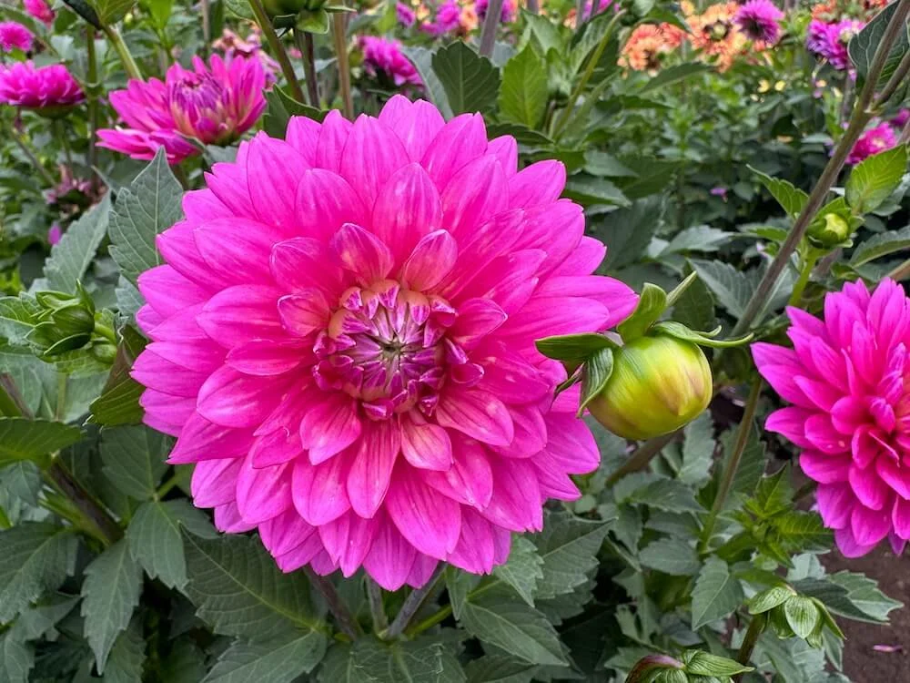 Dahlia 'Jenna' 04.jpeg