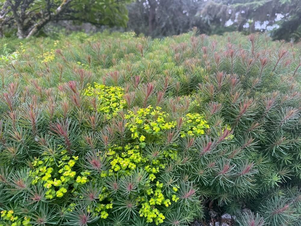 Euphorbia cyparissias ‘Fens Ruby’ | Fens Ruby Cypress Spurge