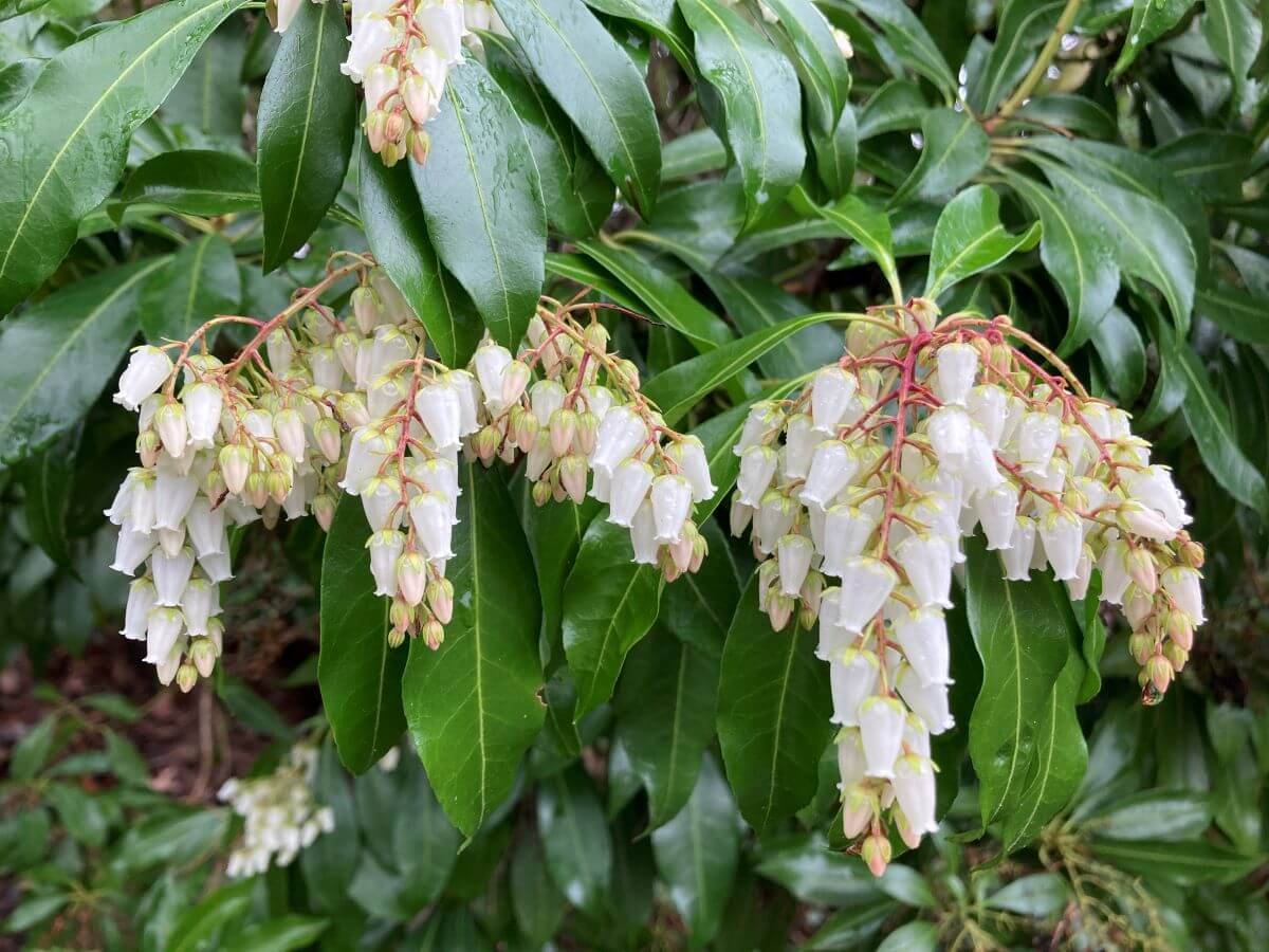 Pieris japonica | Japanese Pieris
