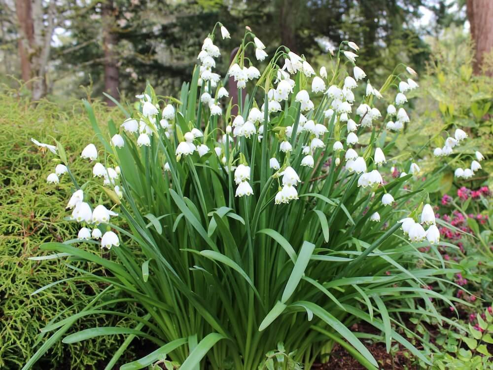 Leucojum aestivum 'Gravetye Giant' | Gravetye Giant Summer Snowflake