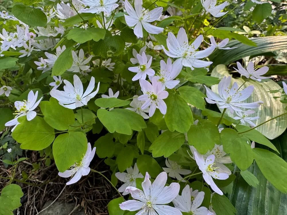 Anemonella thalictroides 02.jpeg