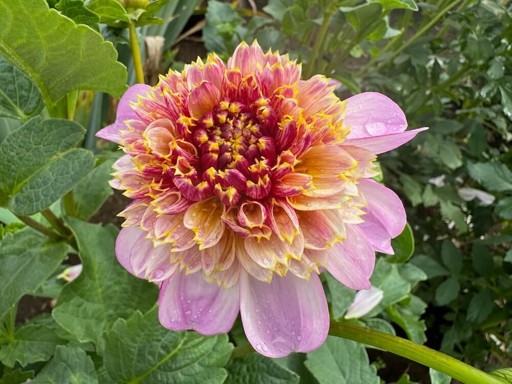 Dahlia 'Twilite' 05.jpeg