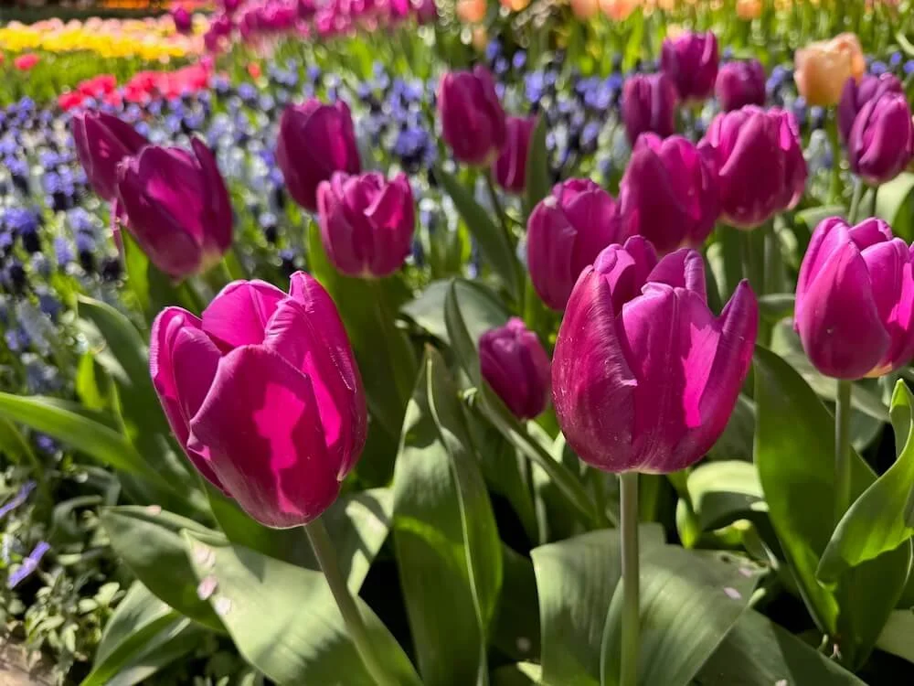 Tulipa 'Saigon' 04.jpeg