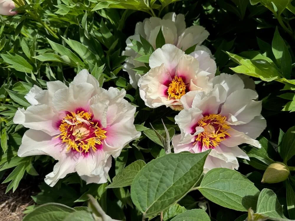 Paeonia x 'Cora Louise' | Cora Louise Itoh Peony