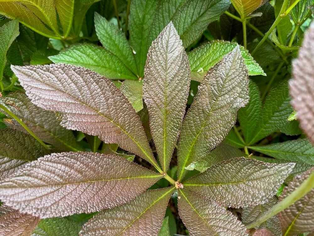 Rodgersia pinnata 'Bronze Peacock' 06.jpeg
