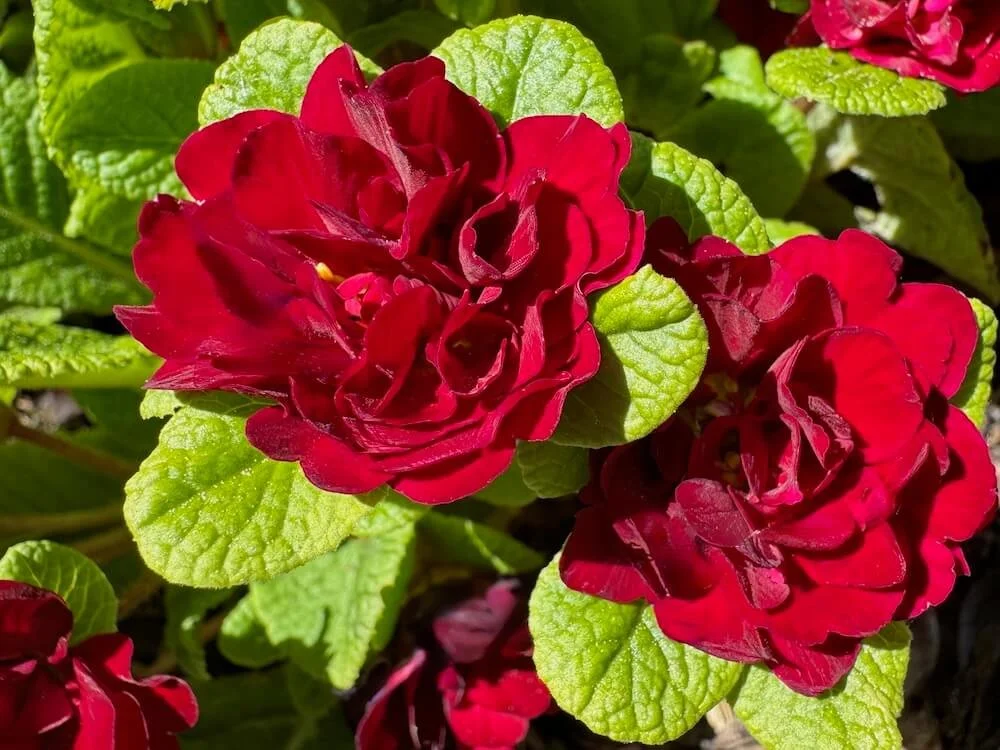 Primula vulgaris 'Belarina Valentine' | Belarina Valentine Primrose