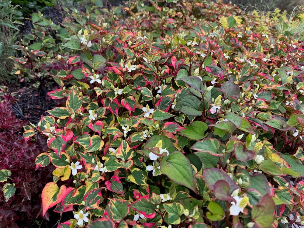 Houttuynia cordata 'Chameleon' 12.jpeg