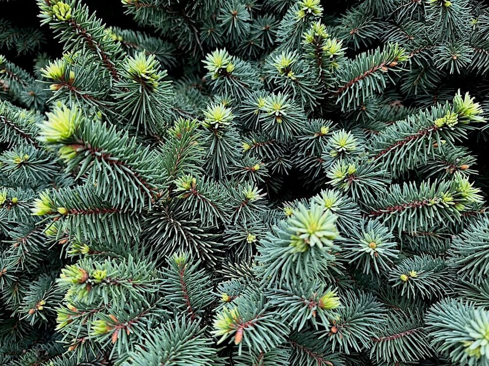 Picea pungens 'Mrs. Cesarini' 01.jpeg