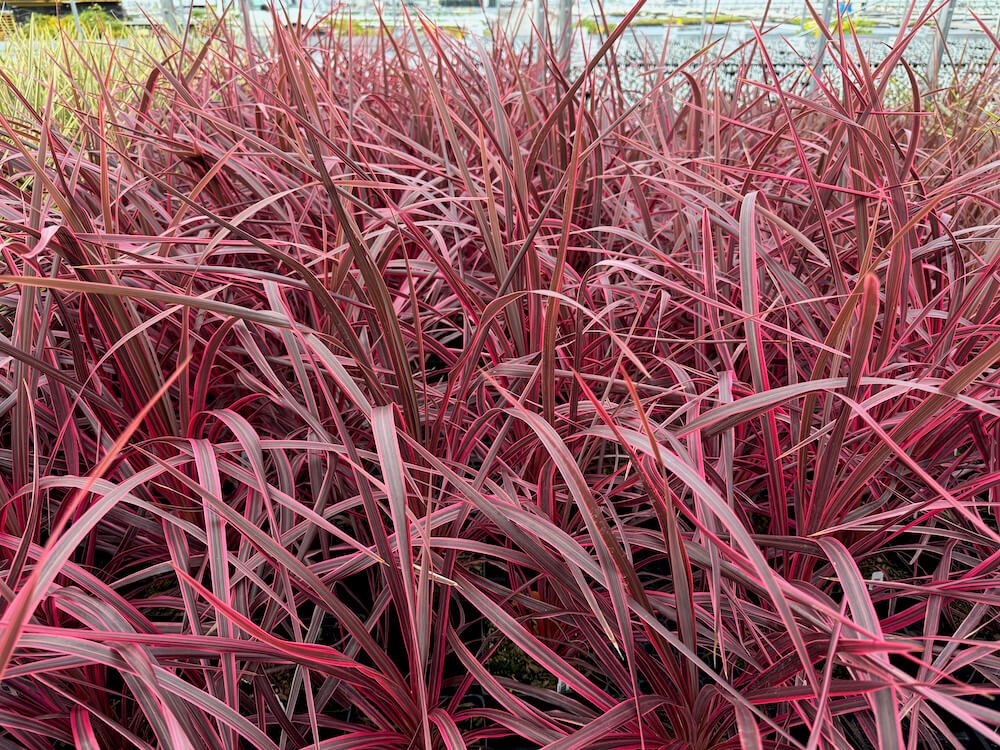 Cordyline australis 'Salsa' 03.jpeg