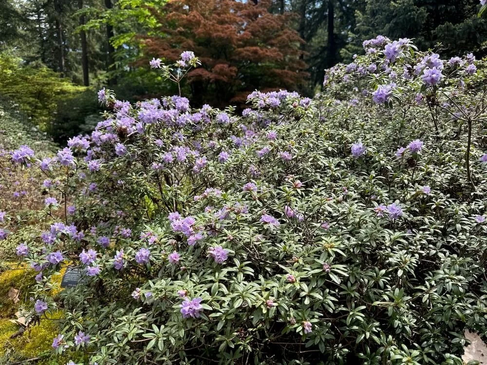 Rhododendron camtschaticum 03.jpeg