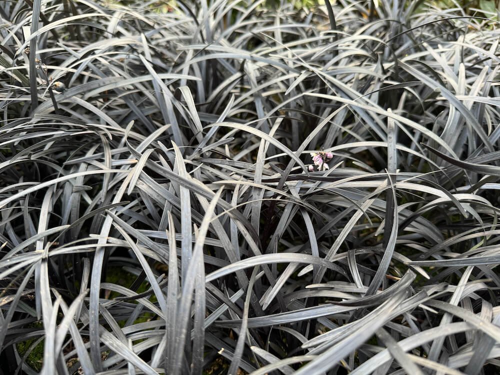Ophiopogon planiscapus 'Nigrescens' 07.jpeg