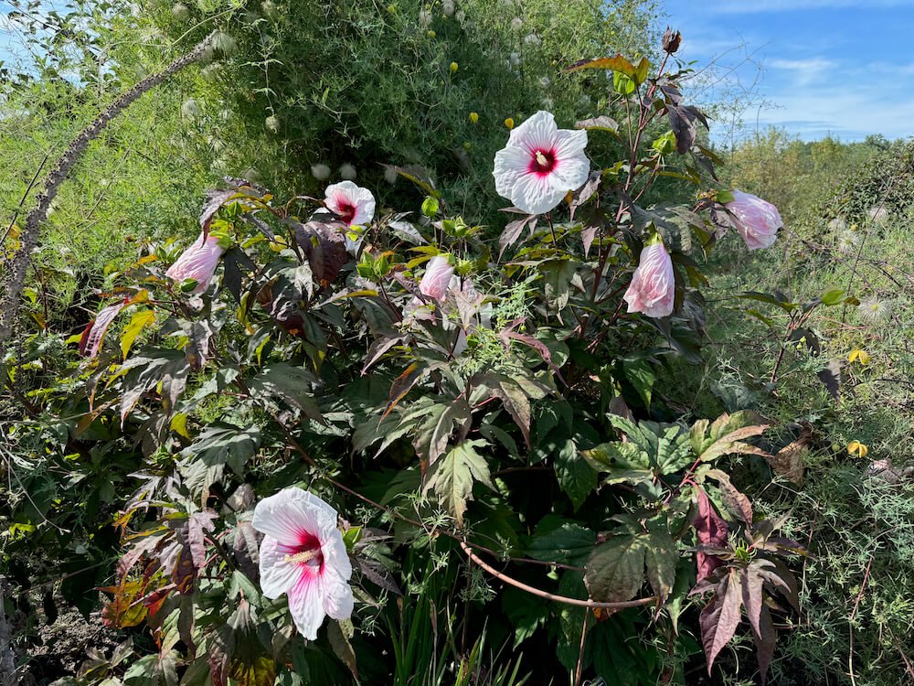 Hibiscus x moscheutos 'Kopper King' 03.jpeg