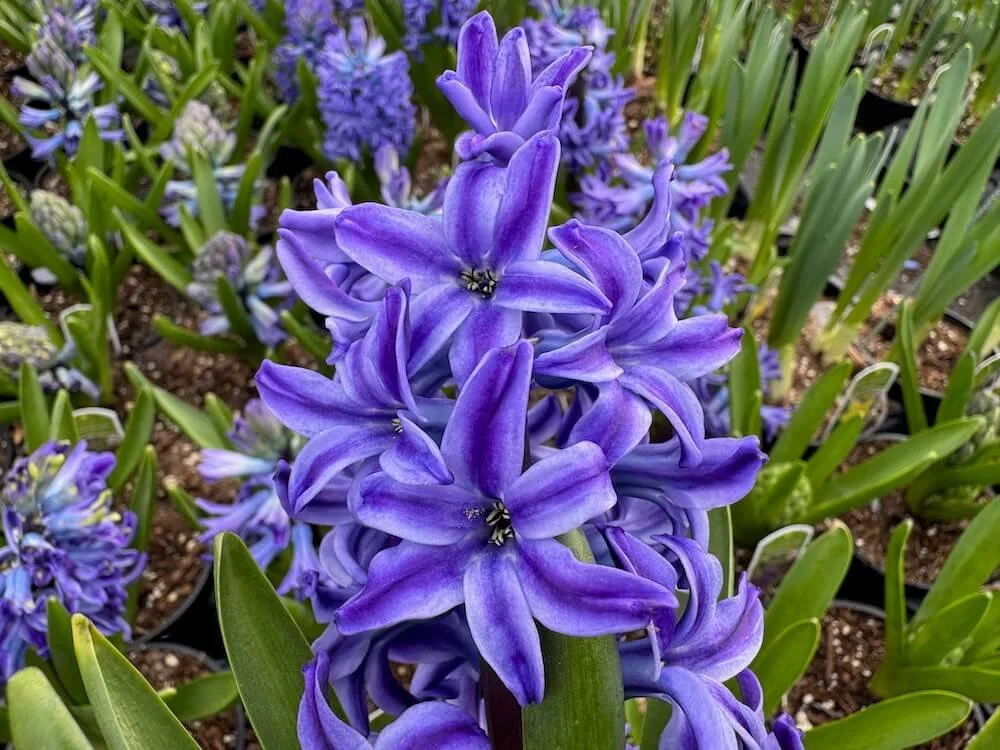 Hyacinthus orientalis 'Blue Pearl' | Blue Pearl Dutch Hyacinth