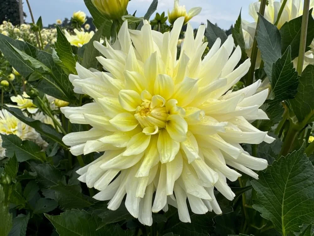Dahlia 'In Memory Of' 01.jpeg
