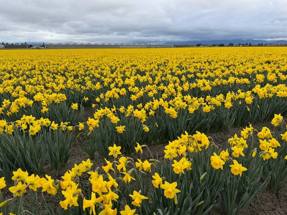 Narcissus pseudonarcissus 04.jpeg