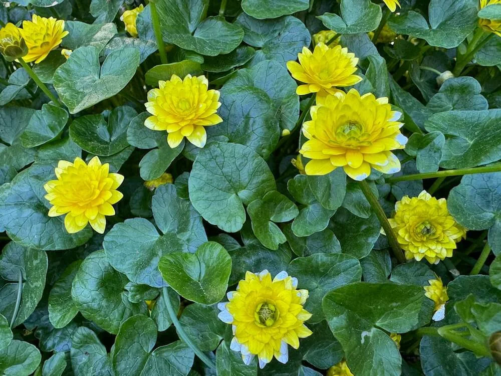 Ficaria verna 'Flore Pleno' 02.jpeg