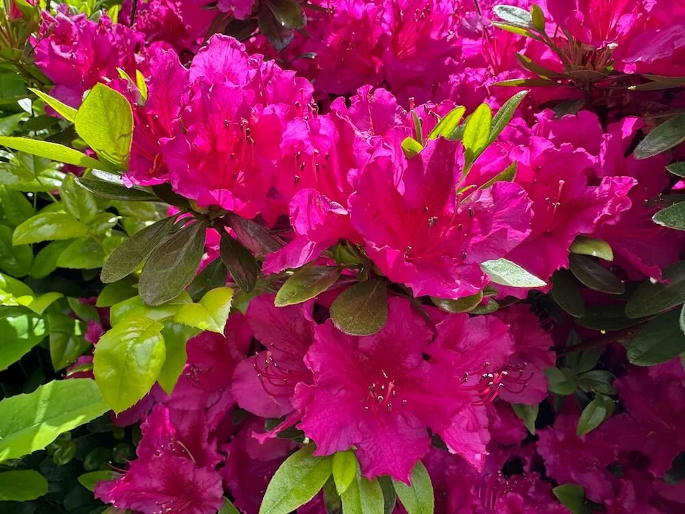 Rhododendron x 'Girard's Fuchsia' 02.jpeg