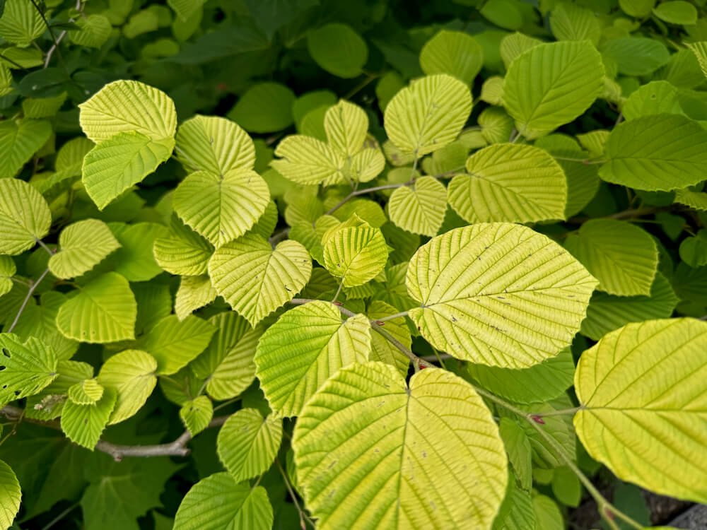 Corylopsis spicata 'Aurea' 02.jpeg